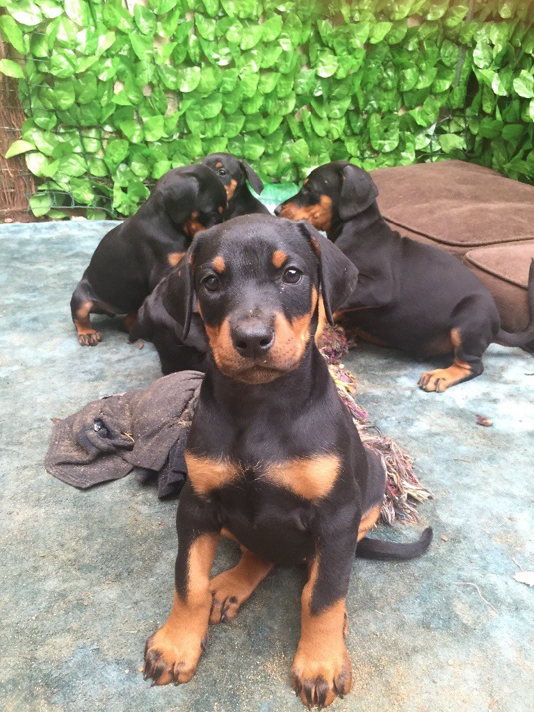 Beautiful dobermann puppies for sale in Preston, Lancashire Gumtree