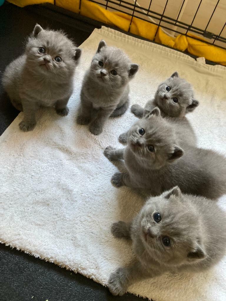 British blue Shorthair kittens GCCF in Christchurch, Dorset Gumtree