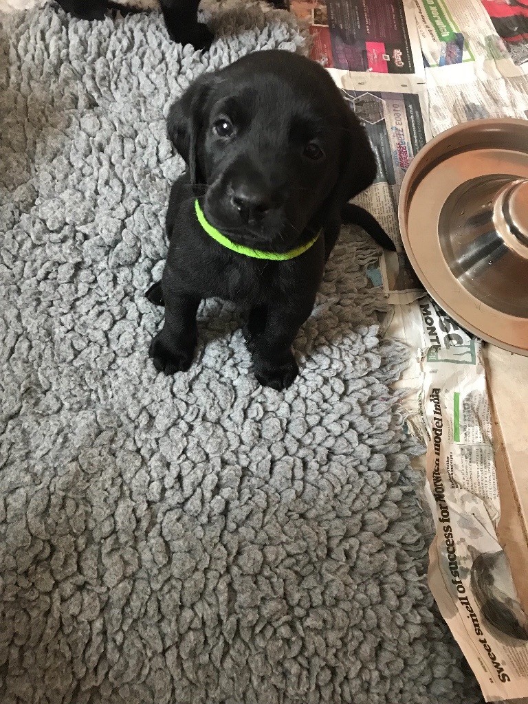 Labrador puppies for sale in Drayton, Norfolk Gumtree