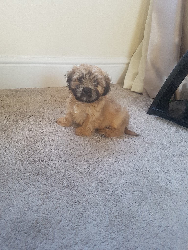 norfolk terrier x shih Tzu puppies 1 boy left updated 02/08/18 in Wisbech, Cambridgeshire