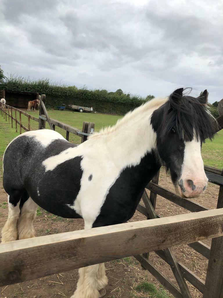 14hh Piebald Cob in Brigg, Lincolnshire Gumtree