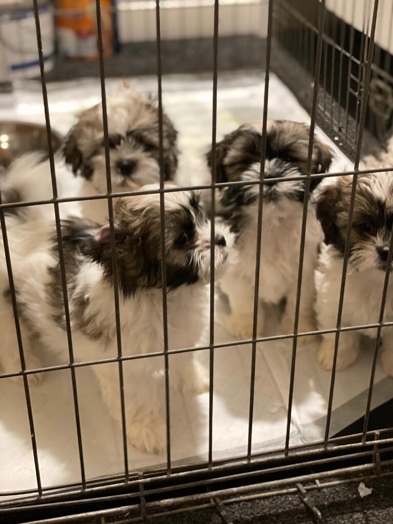 Multipoos puppies in Cowdenbeath, Fife Gumtree