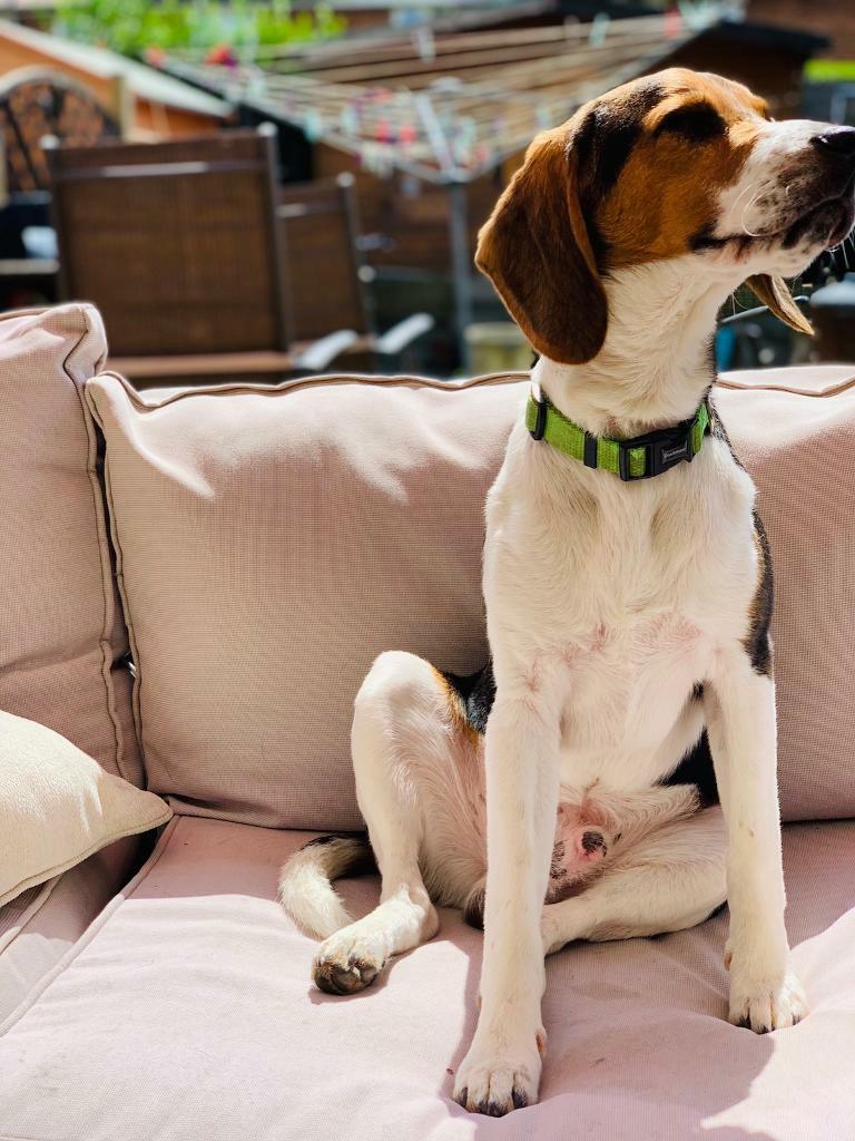 Male beagle puppy for sale in Bingham, Nottinghamshire Gumtree