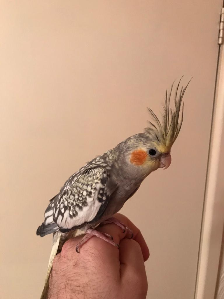 Baby Cockatiel | in Sale, Manchester | Gumtree