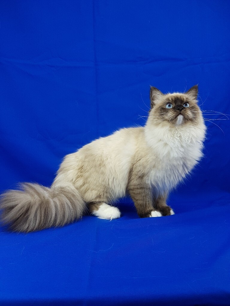 Siberian kitten for sale in Crawley, West Sussex Gumtree