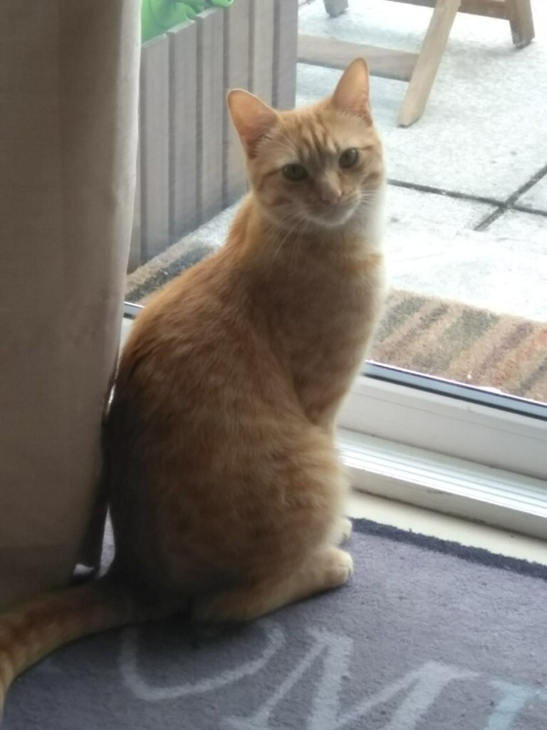 Missing Ginger kitten in Doagh, County Antrim Gumtree