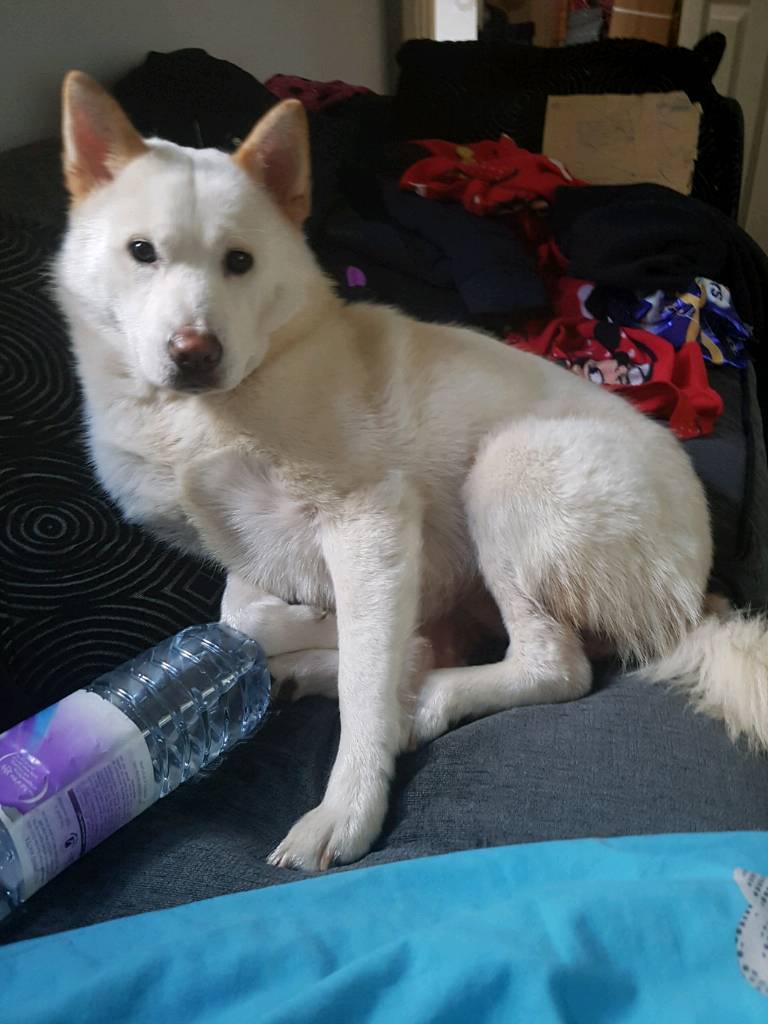 White fluffy chow chow cross husky 18 month old in Manchester Gumtree