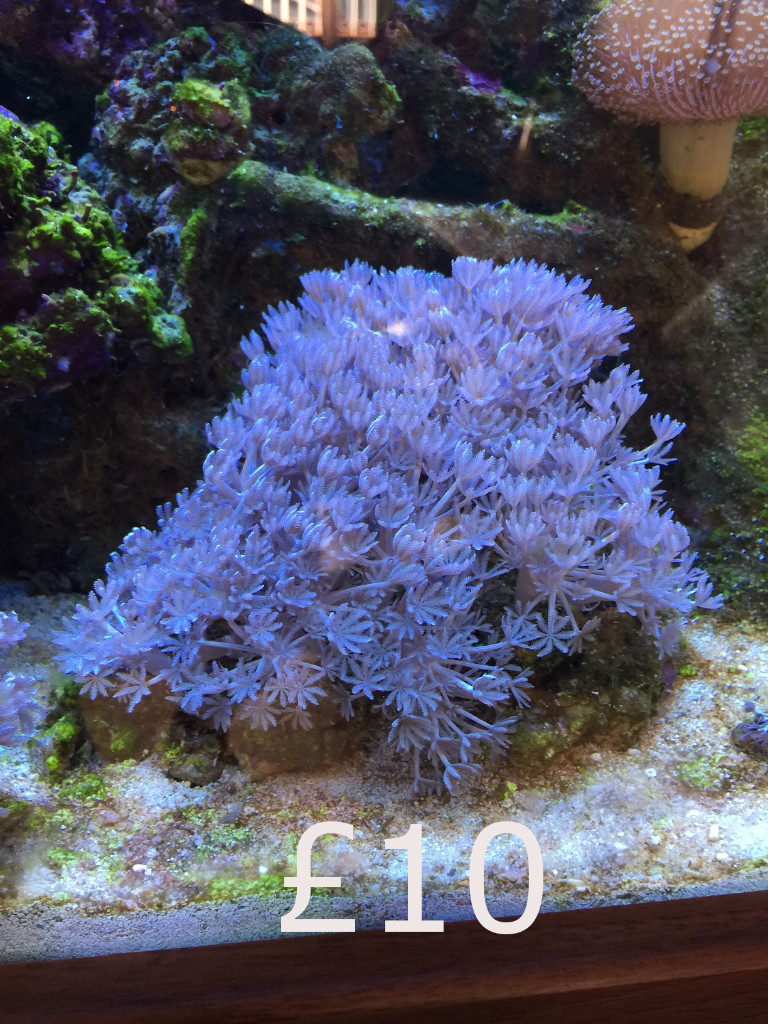 Saltwater Marine Corals in Falkirk Gumtree
