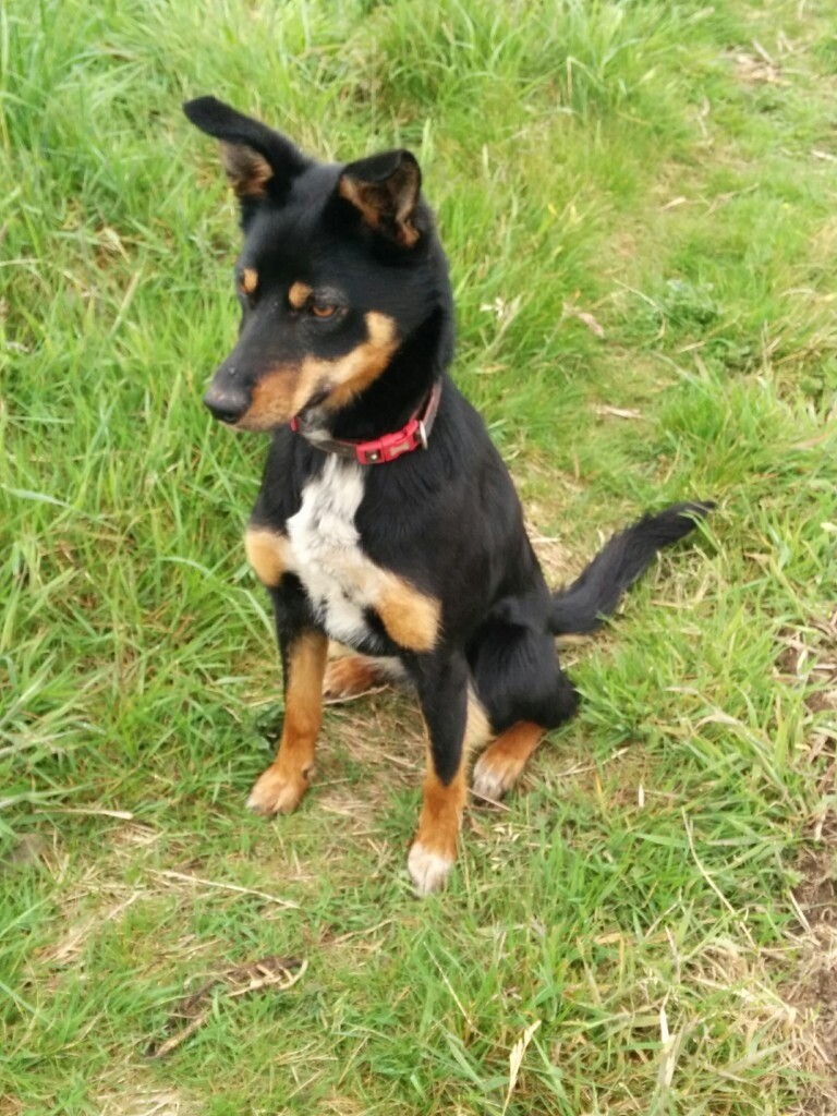 Sprollie Pups reserve now for 22nd Dec in St Andrews, Fife Gumtree