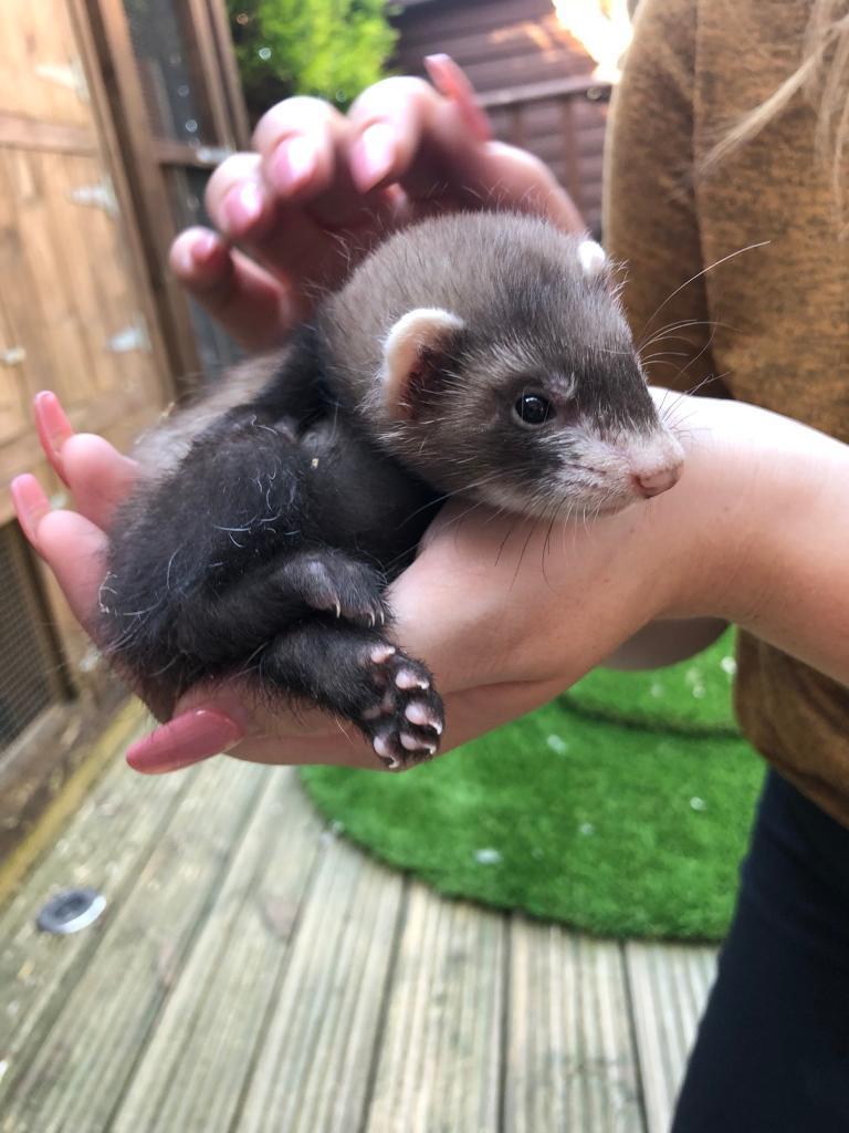 Ferret kits in Hemlington, North Yorkshire Gumtree