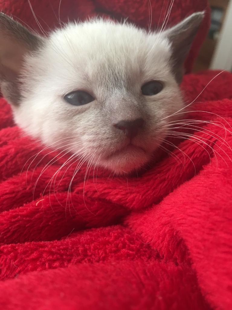 Siamese Kittens For Sale in East Leake, Leicestershire Gumtree