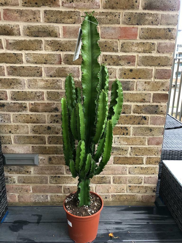 trip cactus kopen