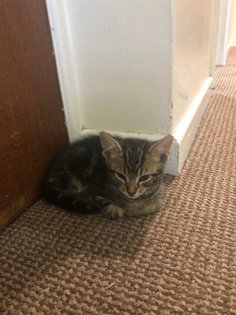 Kittens for sale in Millbrook, Cornwall Gumtree