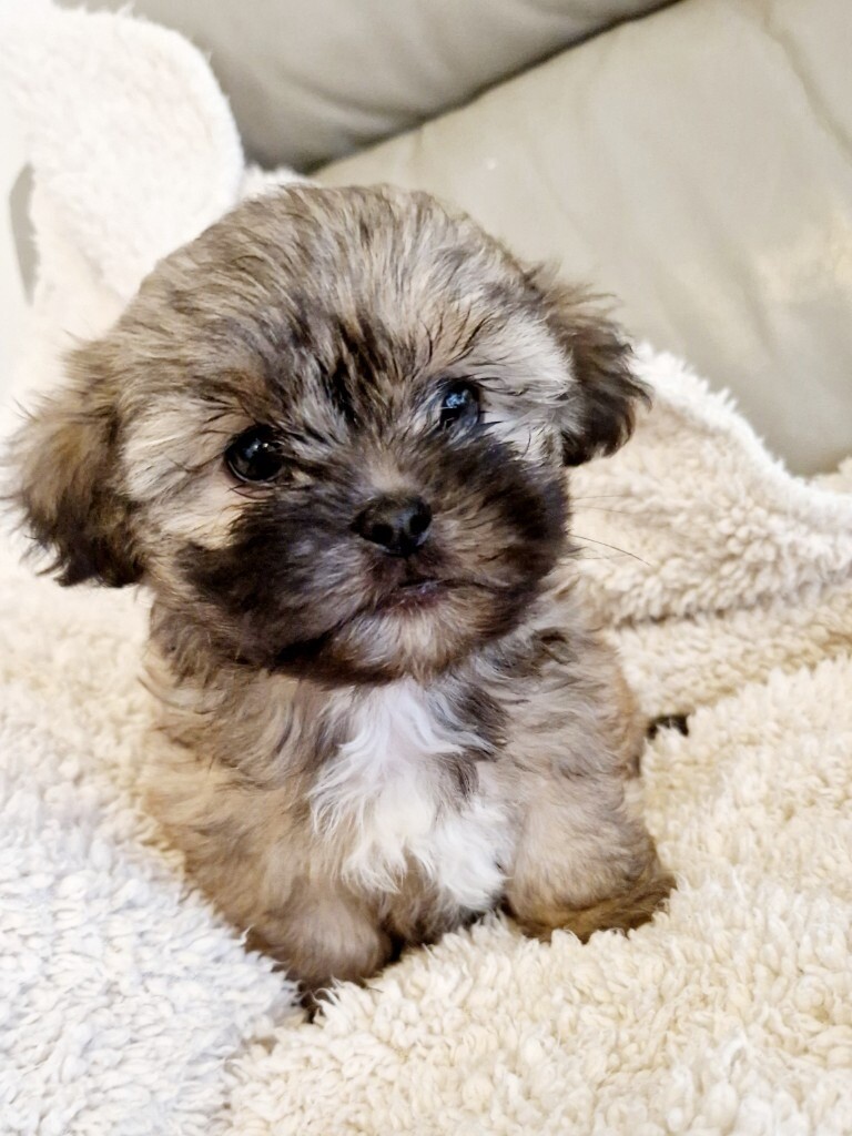 Beautiful shih tzu puppies in Brixham, Devon Gumtree