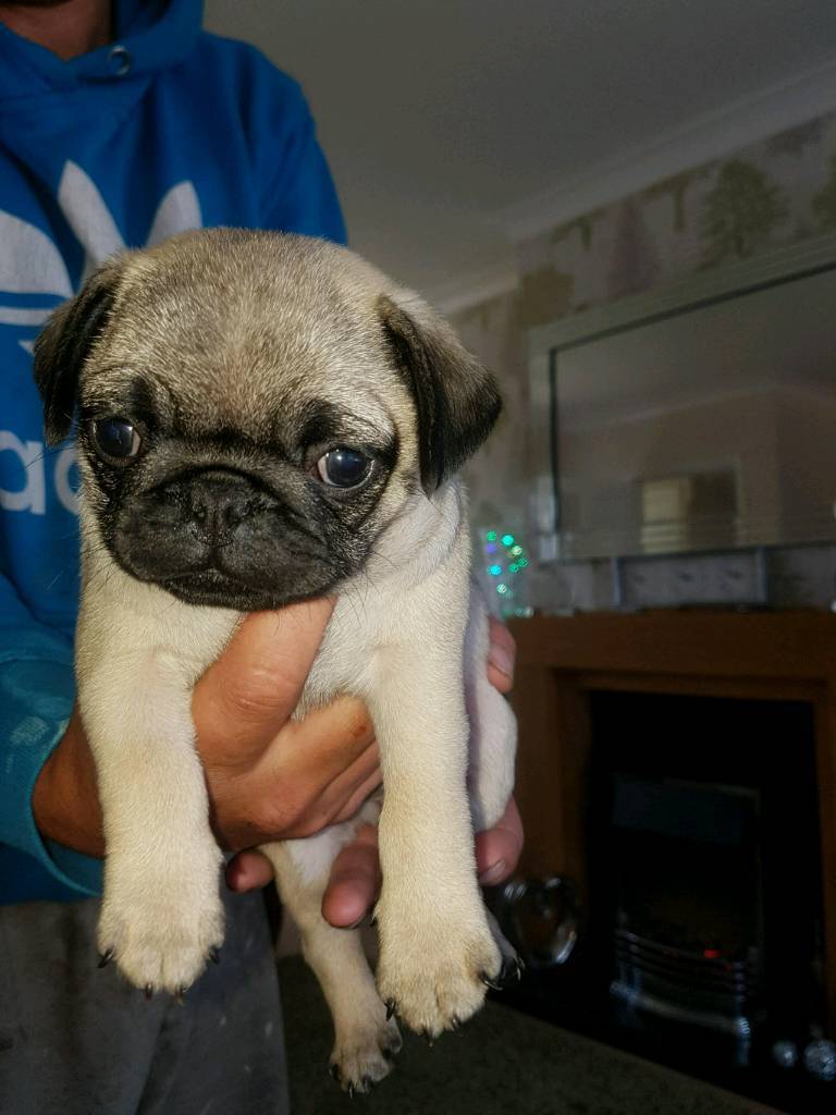 female pug in Mansfield Woodhouse, Nottinghamshire Gumtree