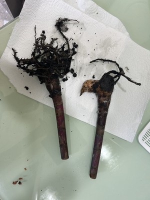 Fotos del artículo de un comprador verificado