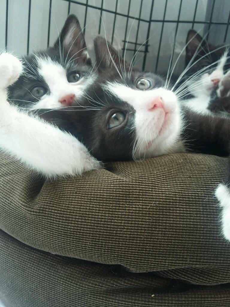 Bsh cross kittens ready now in Chippenham, Wiltshire Gumtree