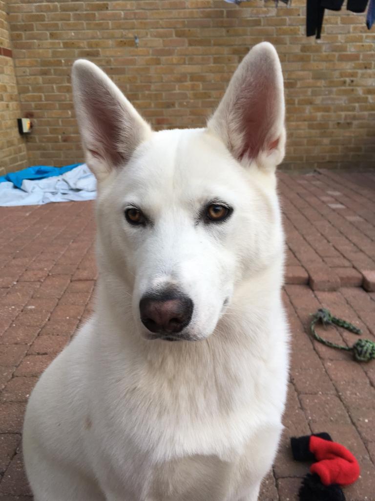 Husky x Japanese Akita in Cheshunt, Hertfordshire Gumtree