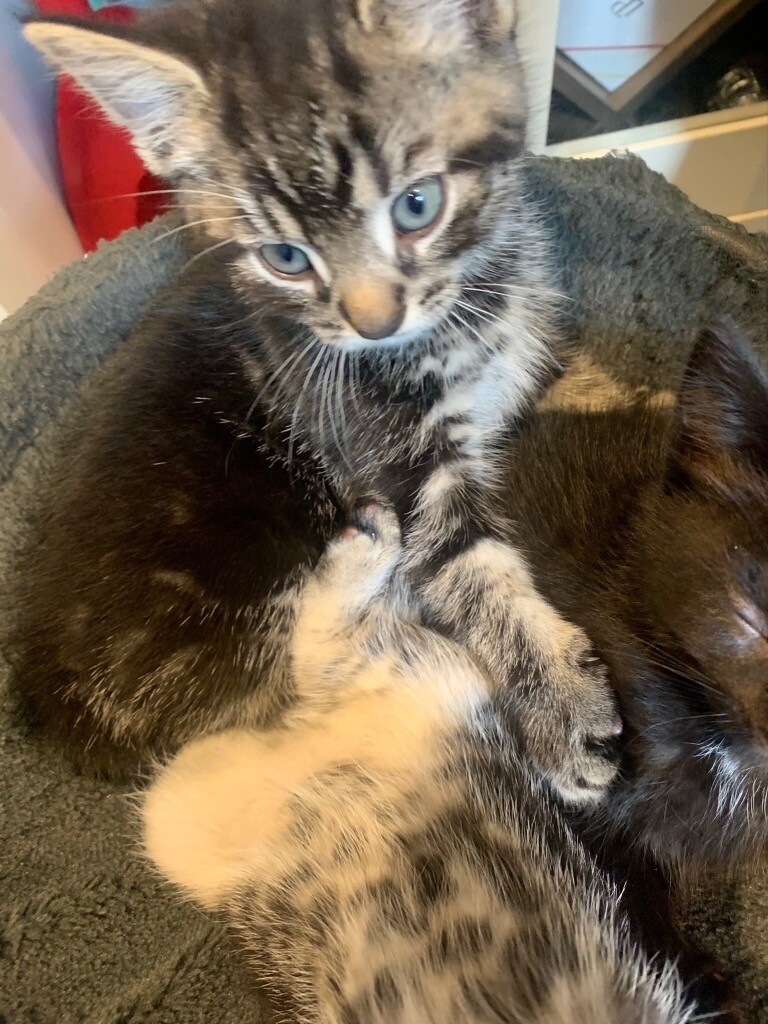 Tabby 8 weeks old kittens looking for new loving home in Neasden