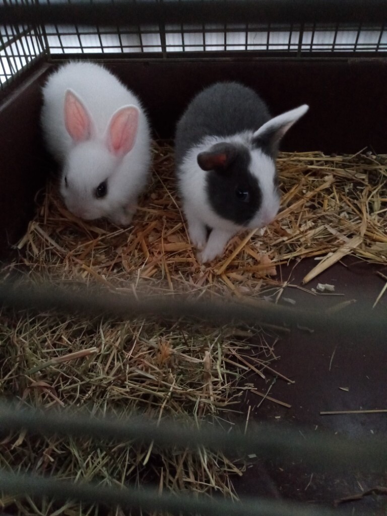 Dwarf beautiful baby Rabbit 8 weeks old good health in Barking