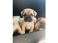 French Bulldog Pups, Puppies, Dogs