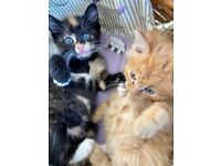 Five beautiful kittens 