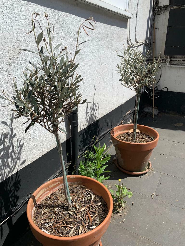 Potted olive trees in Islington, London Gumtree