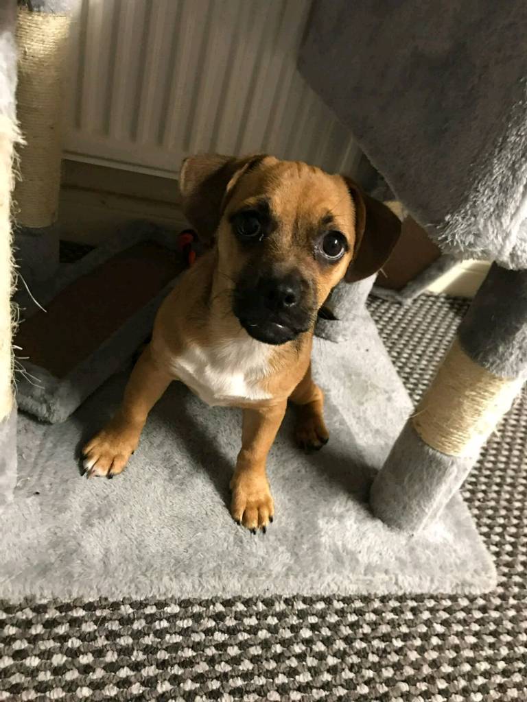 Jug female puppy for sale in Chelmsley Wood, West Midlands Gumtree