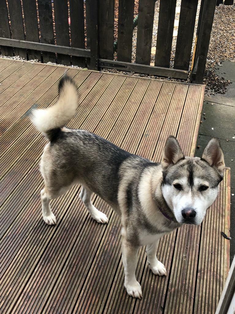 Huskita / Husky / Akita cross in Newcastle, Tyne and Wear Gumtree