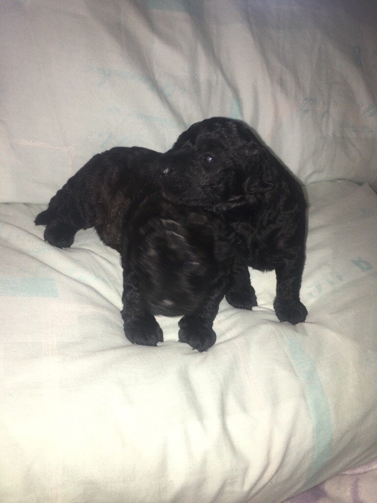 Patterpoo puppies in Yeovil, Somerset Gumtree