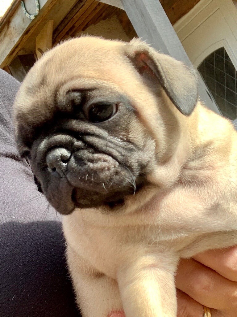 Kc pug puppies in Southampton, Hampshire Gumtree