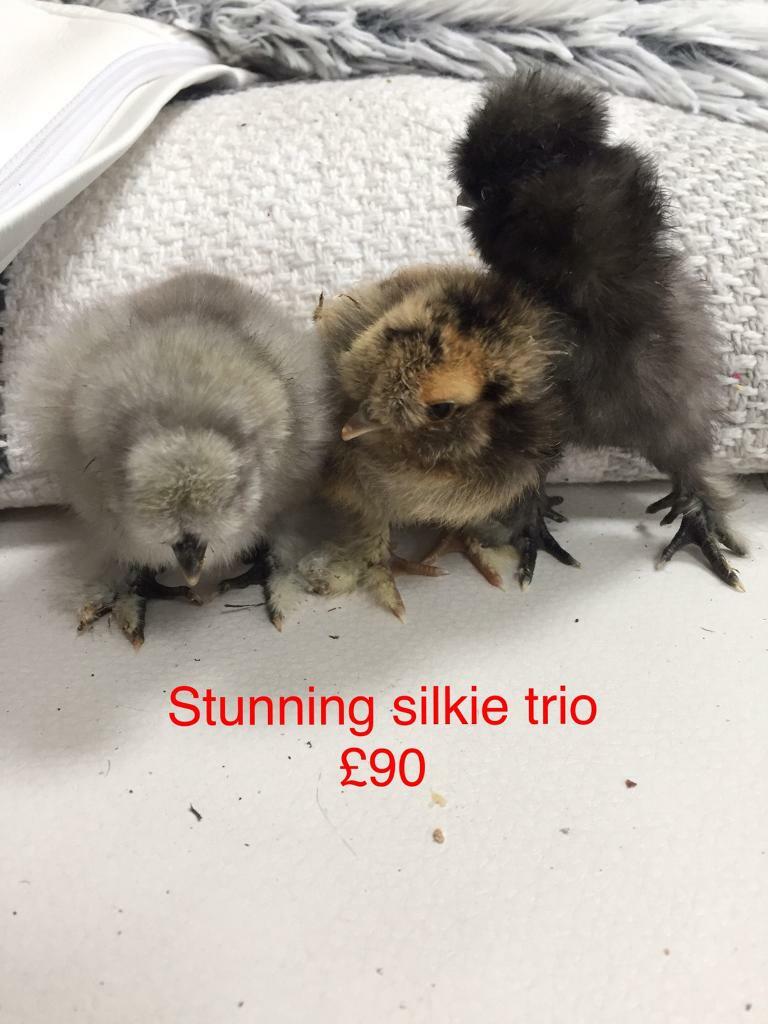 RARE beautiful american baby silkie chicks, only 3 left in Wembley
