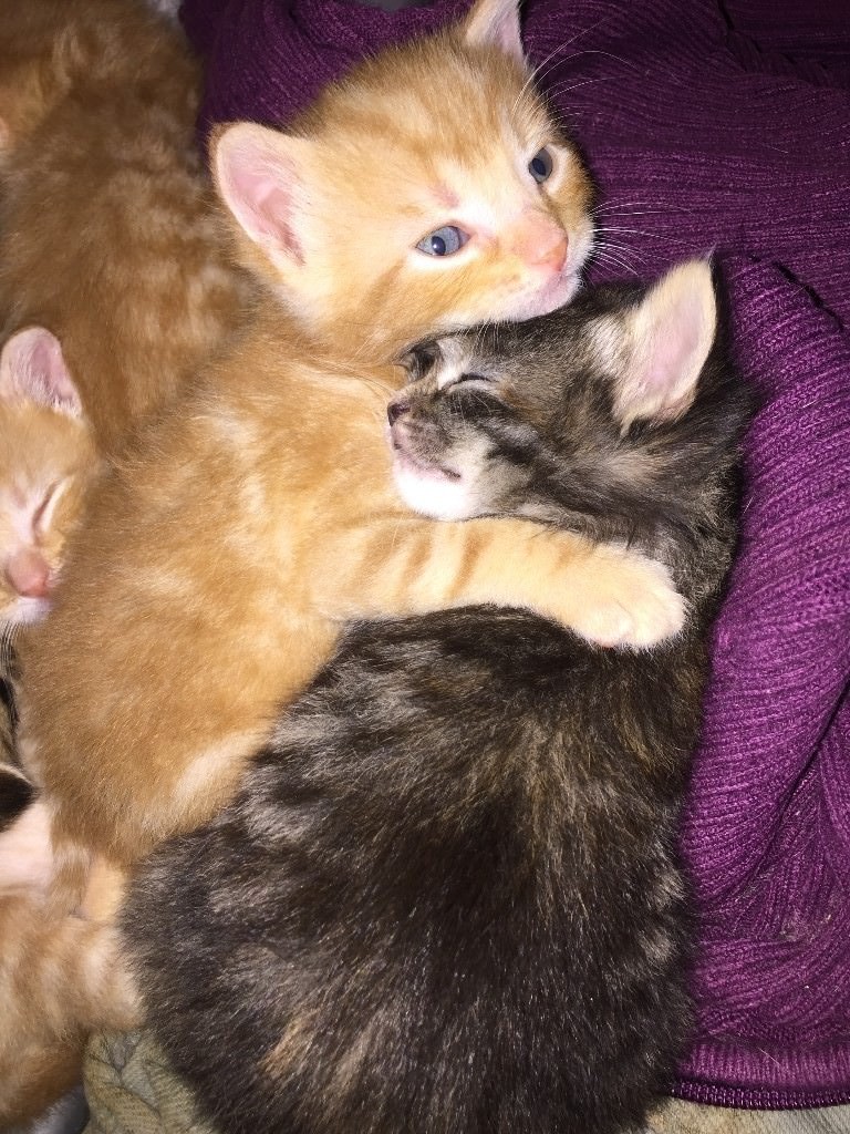 kittens for sale in Hounslow, London Gumtree