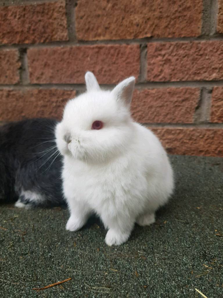 Baby Netherland Dwarf rabbits in St Mellons, Cardiff Gumtree