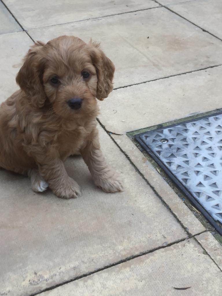 Cockapoo puppies for sale 2 left in Bridgwater, Somerset Gumtree