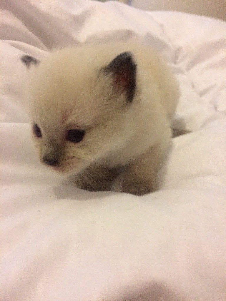 5 Ragdoll kittens for sale in Canvey Island, Essex Gumtree