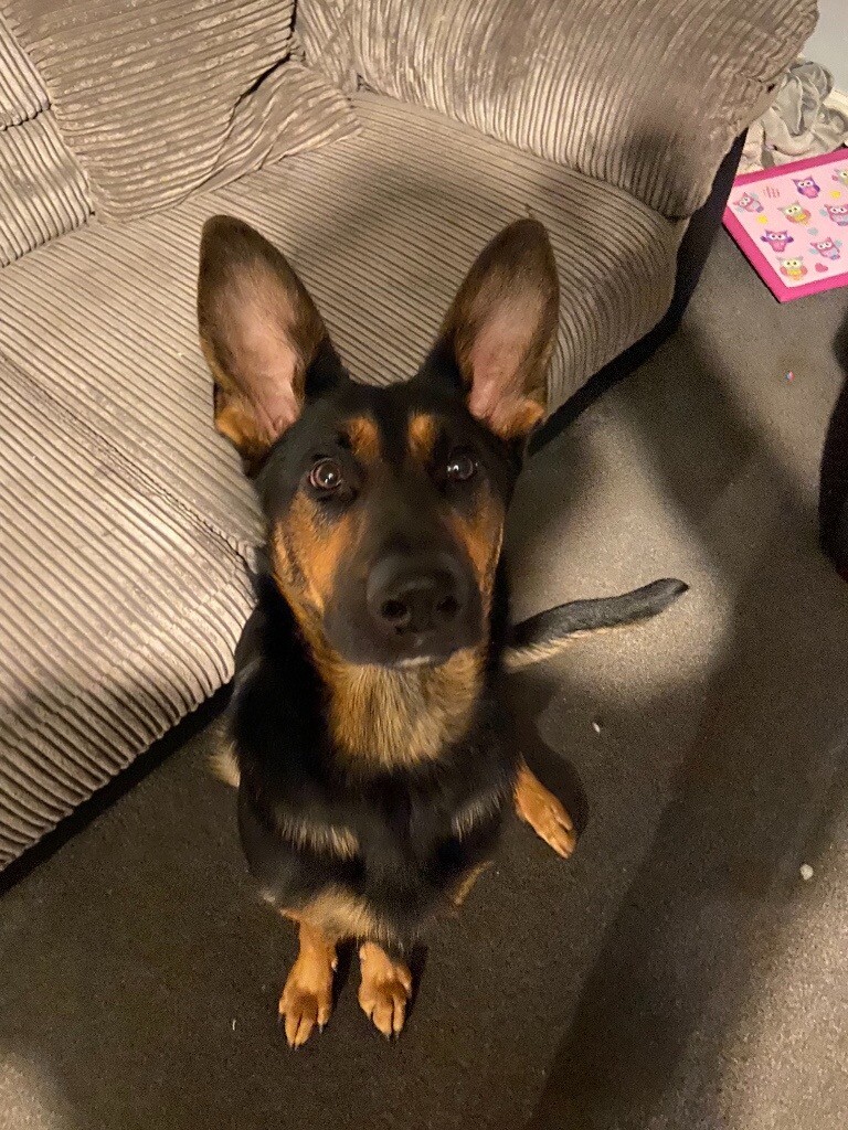 1 yr old female alsatian for sale in Falkirk Gumtree