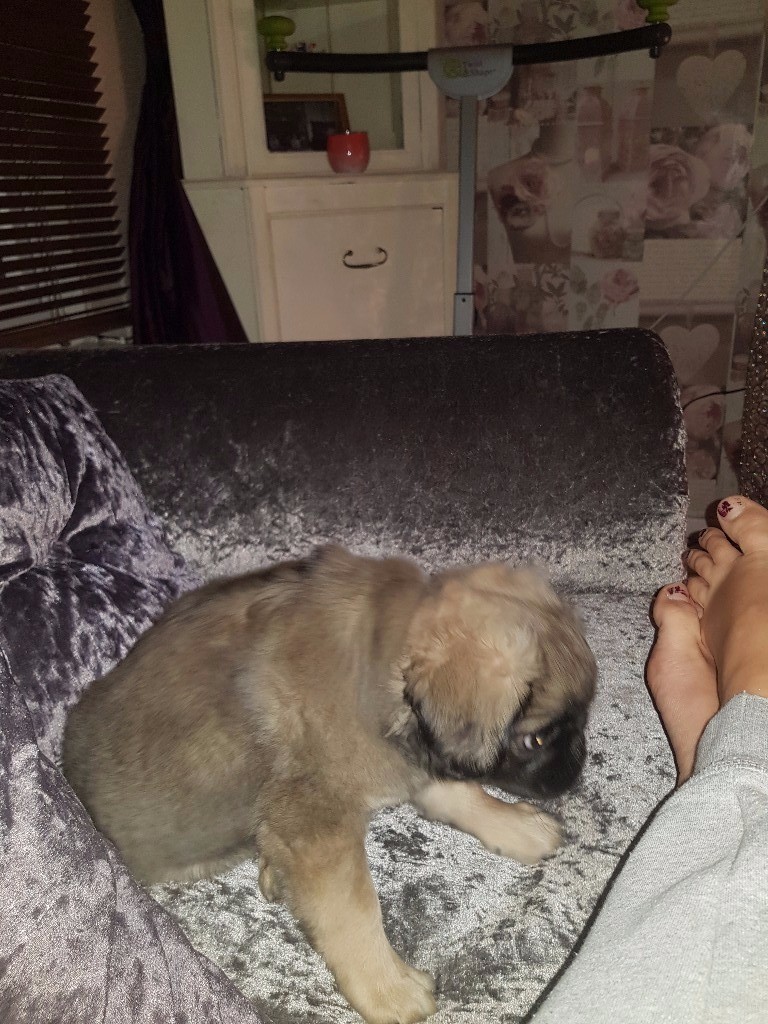 Pedigree Long Haired Pug In Plymouth Devon Gumtree