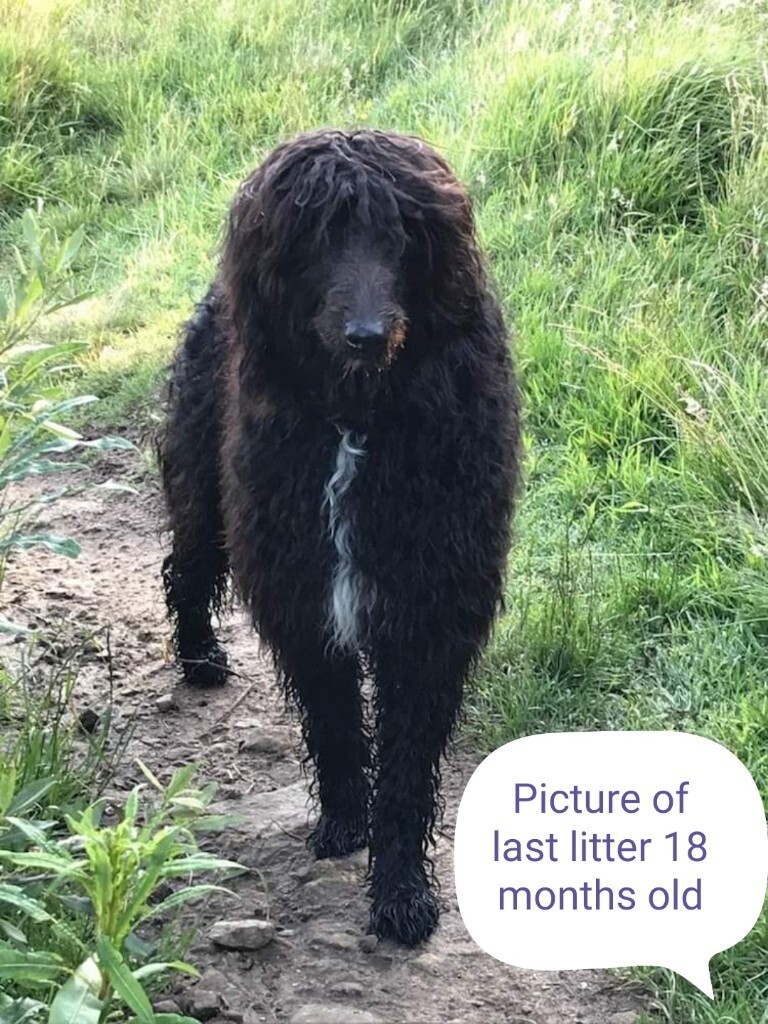 Lurcher x poodle in Workington, Cumbria Gumtree