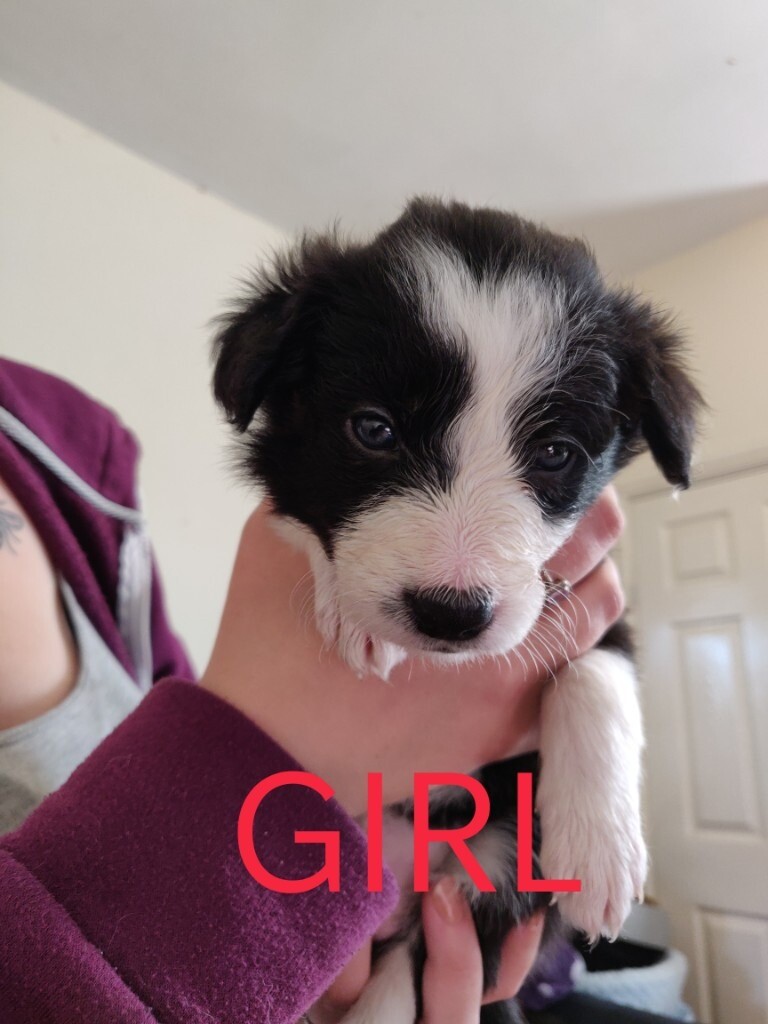 1 Border collie pup in Denton, Manchester Gumtree
