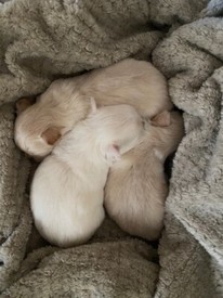Whippet X Bedlington Puppy For Sale In Woodbridge Suffolk Gumtree