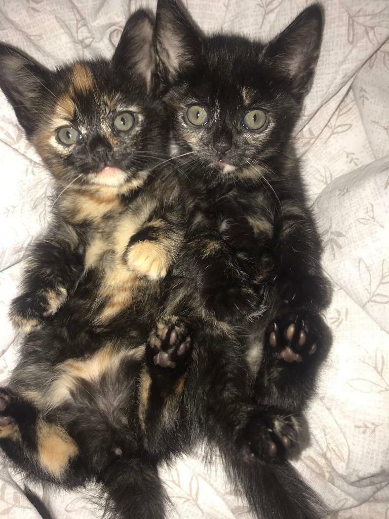 4 adorable kittens for sale Derby Normanton in Derby, Derbyshire