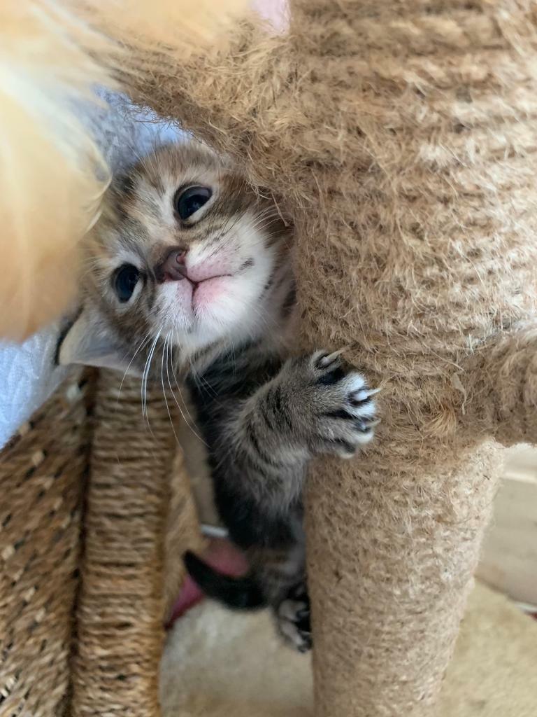 Bengal x Black Ragdoll Kittens Available to Reserve in Bournemouth, Dorset Gumtree