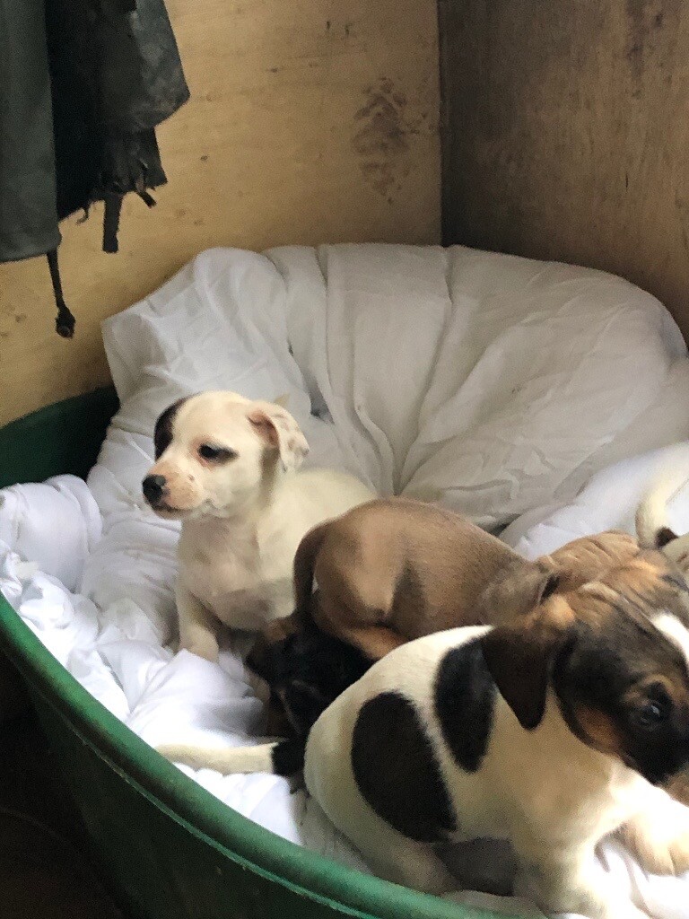 Miniature dachshund x Jack Russell puppies in Pontypridd, Rhondda