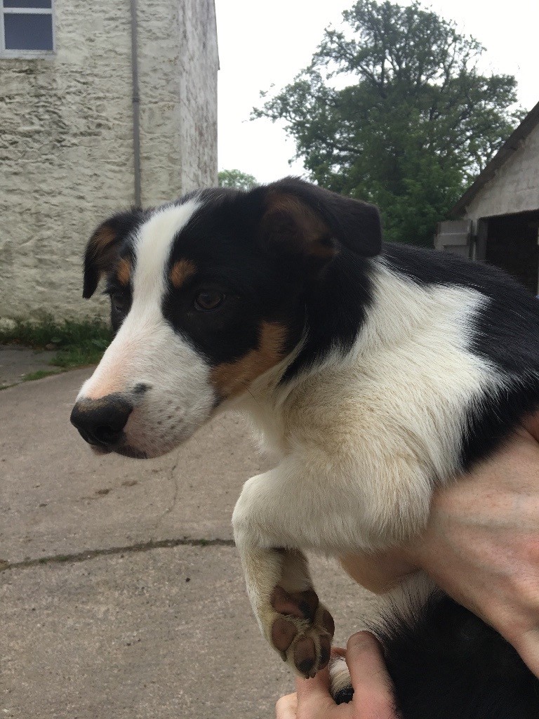 Kelpie collie cross puppy for sale in Dumfries, Dumfries and Galloway Gumtree