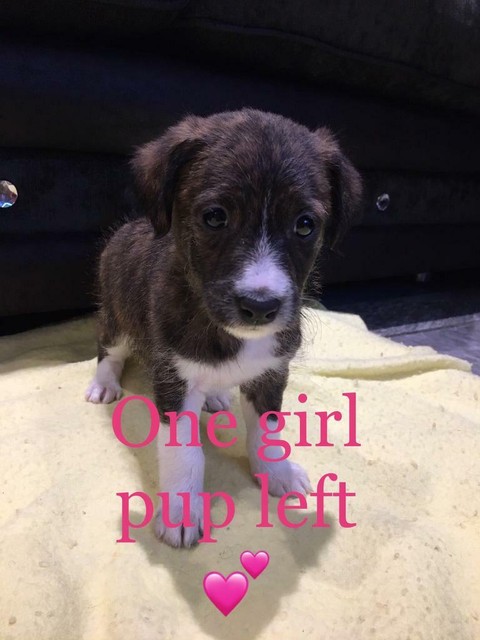 Jack Russell Pups In Downham Market Norfolk Gumtree