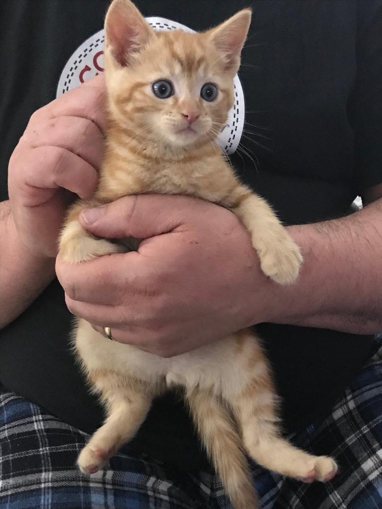 🐱 🐱 kitten boy in Liverpool, Merseyside Gumtree