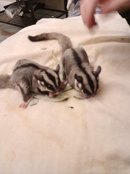 Sugar Gliders for sale in UK | 23 used Sugar Gliders