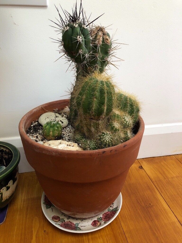 Houseplant Cactus  in a pot  large in Crowborough East 