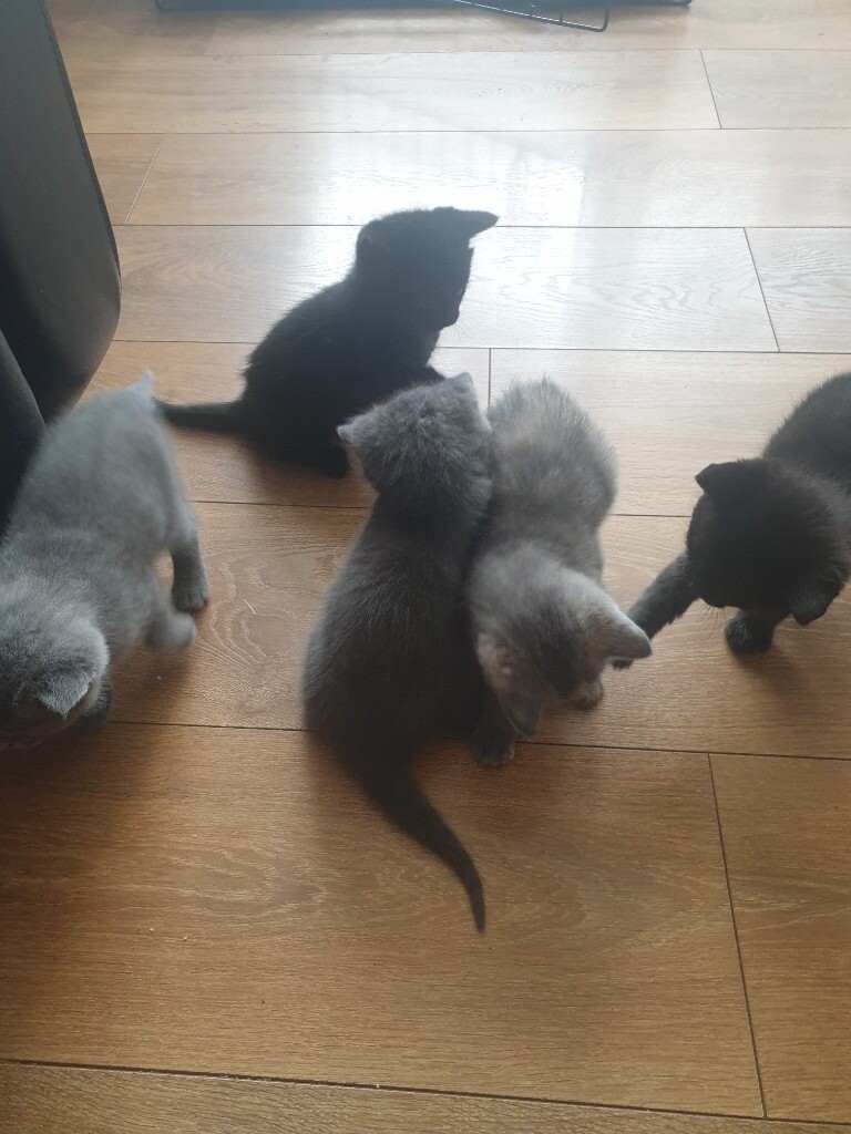 Kittens for Sale | in Frizington, Cumbria | Gumtree